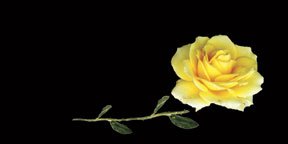 Airbrushed License Plates - Rose Yellow License Plate - 135 Frames Airbrushed License Plates 135