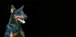 Airbrushed License Plates - Doberman License Plate - #38 Frames Airbrushed License Plates 38