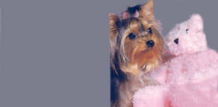 Airbrushed License Plates - Yorkie License Plate - #1679 Frames Airbrushed License Plates 1679