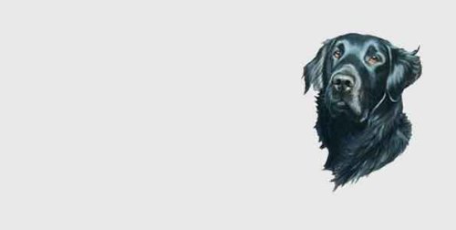 Frames Airbrushed License Plates 1620