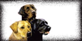 Airbrushed License Plates -Labrador Retriever License Plate - #1700 Frames Airbrushed License Plates 1700