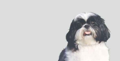 Frames Airbrushed License Plates 1574