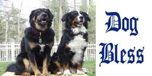 Airbrushed License Plates - Austrailian Shepherd License Plate - #650 Frames Airbrushed License Plates 650