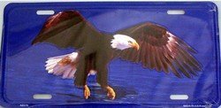 LP-553 Eagle on Water License Plate- AB019 Frames Smart Blonde LP-553