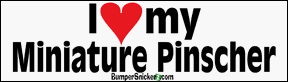 I Love My Min Pin - stickers (Small 5 x 1.4 in.) Decals BumperSnickerz PET10029_S.pdf