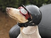Doggie Bike or Motorcycle Helmet ~ XS Black Helmets KOOLDAWG