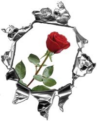 Bumper Stickers, Decals & Magnets Weston Signs WSCMR_REDROSE_S_R