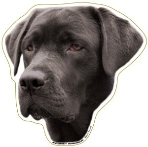 Bumper Stickers, Decals & Magnets Magnet America M-AN-BLAB