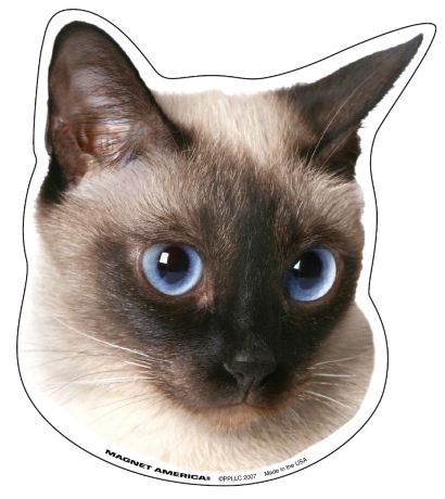 Siamese Cat Magnet Bumper Stickers, Decals & Magnets Magnet America M-AN-SIAM