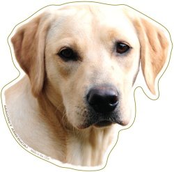 Bumper Stickers, Decals & Magnets Magnet America M-AN-YLAB
